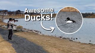 Filming Winter Waterfowl at this Man Made Lake