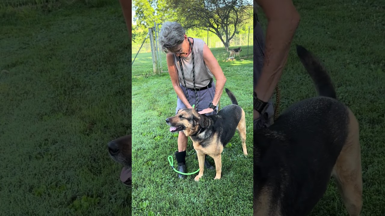 Harley, an adoptable mixed breed in Greeneville, TN video 6/6