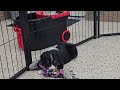 Miniature Bernese Mountain Dog dogs for sale: Rolo - Video 1