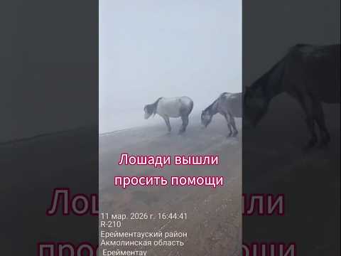 Лошади вышли на трассу 🐎 в сильный буран.