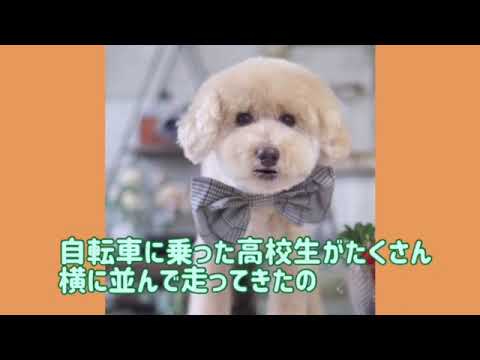 ワンワンU・x・Uお悩み相談室3️⃣5️⃣〜福井市「コロンくん」#自転車通行可の歩道は1列で走って🚴‍♀️🚴‍♀️🚴‍♀️