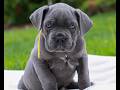 Cane Corso dogs for sale: Felix  - Video 1