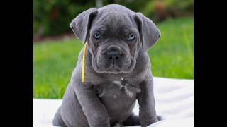 Video preview image #1 Cane Corso Puppy For Sale in MOUNT JOY, PA, USA
