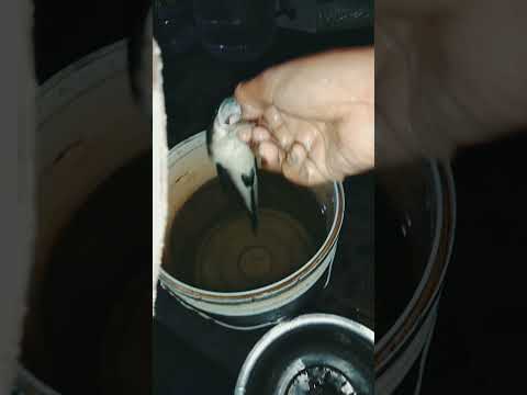 Video of snake head fish. channa barca. 🐟🐟🐟🐟