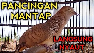Download lagu MANTAP❗ SUARA PERKUTUT BANGKOK GACOR AMPUH UNTUK PANCINGAN PERKUTUT LAIN AGAR BUNYI mp3 Download lagu MANTAP❗ SUARA PERKUTUT BANGKOK GACOR AMPUH UNTUK PANCINGAN PERKUTUT LAIN AGAR BUNYI mp3