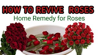 HOW TO REVIVE ROSES || HOME REMEDY FOR ROSES