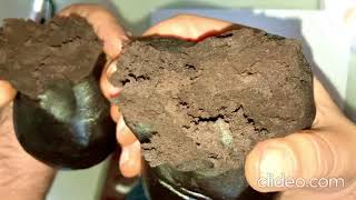 Download lagu charas cbd by Grace Genetics mp3 Download lagu charas cbd by Grace Genetics mp3