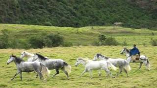 preview picture of video 'Hacienda Zuleta, Ecuador : Our horses out in the fields'