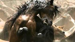 Cavalo Enxuto - Chitãozinho & Xororó - Giba.wmv