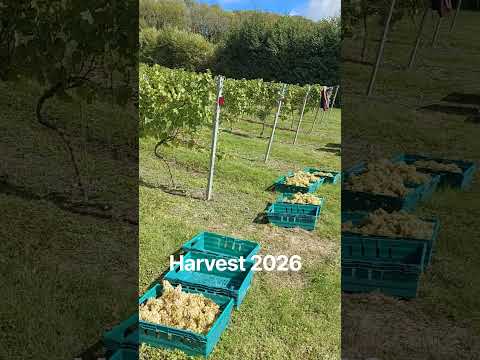 Harvesting our Bacchus grapes under perfect mid September blue skies #grapeharvest #vineyard #wine