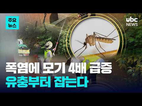 폭염에 모기 4배 급증..유충부터 잡는다
