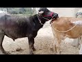 Natural Animal Meeting Cow Bull And Buffalo Hybridmating Crossmeeting