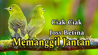 Download lagu CIAK CIAK JOSS BETINA MEMANGGIL JANTAN PANCINGAN KECIAL KUNING AMPUH mp3