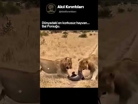 Bu Hayvanı Kimse Durduramıyor! Bal Porsuğu Hakkında Bilmedikleriniz!