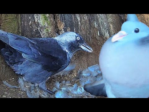 Stock Dove vs Jackdaw | Discover Wildlife | Robert E Fuller