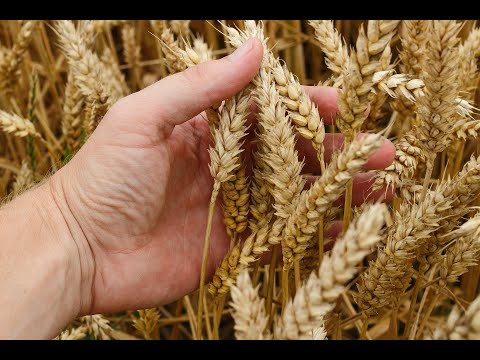 Gocce di nardo - PORTATORI DI FRUTTO - Venerdì 15 Maggio 2020