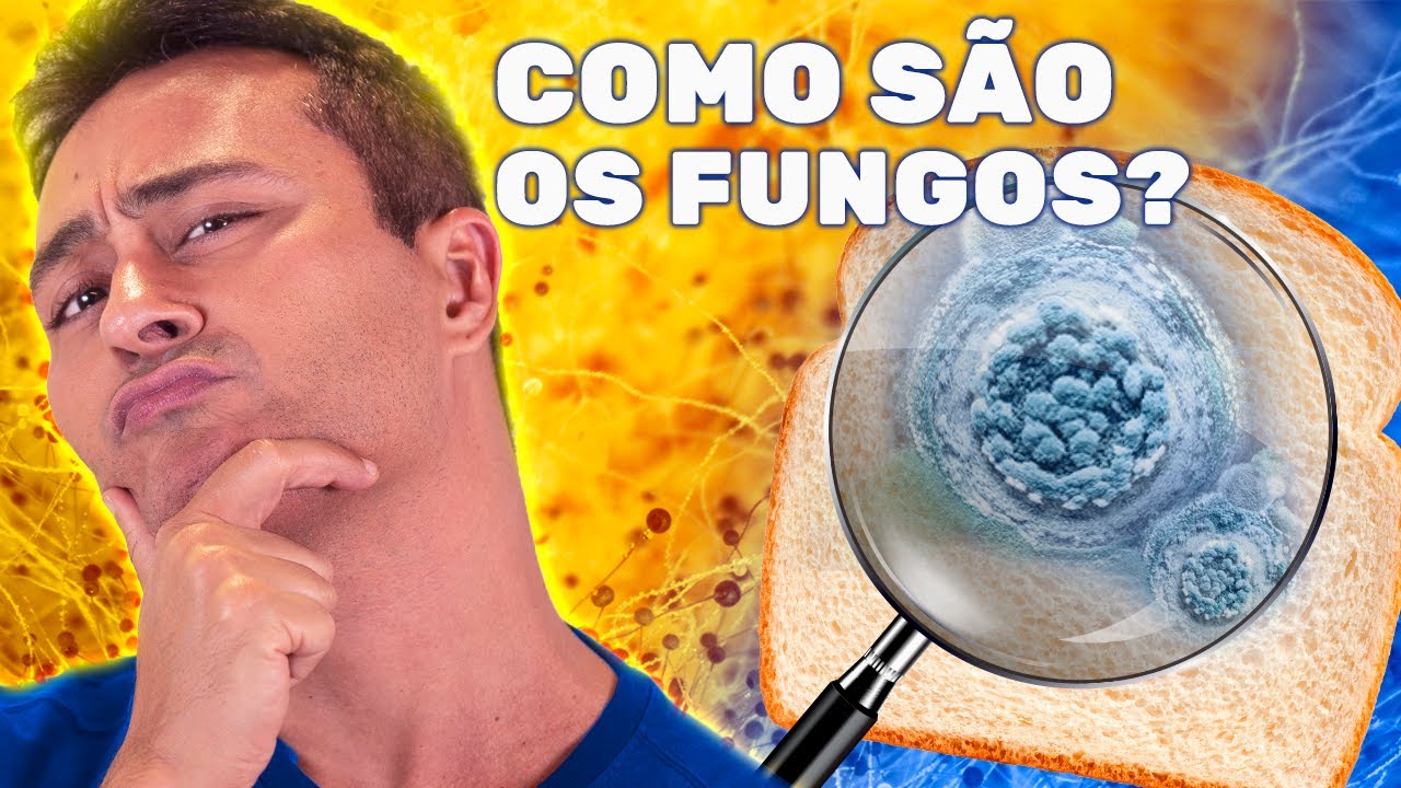 Quais são as PRINCIPAIS CARACTERÍSTICAS dos FUNGOS?