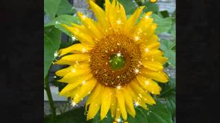 George Hamilton IV         YOU ARE MY SUNSHINE