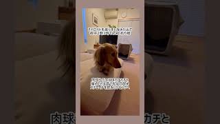ステロイドの副作用 #ブラン #ミニチュアダックス #犬との暮らし #アレルギー犬 #shorts