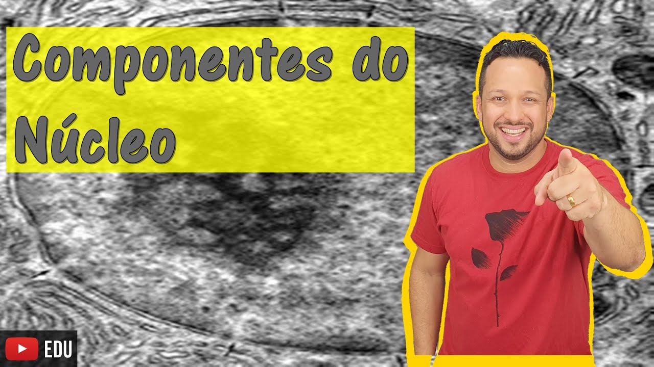 Componentes do Núcleo - Núcleo Celular - Célula Eucarionte - Citologia