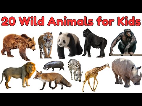 20 Wild Animals Vocabulary for Kids | Learn Wild Animals for Kids #animals #kidslearning #education