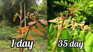 Download lagu Only 1000 capital: this is how to make longan in a pot bear fruit quickly mp3 Download lagu Only 1000 capital: this is how to make longan in a pot bear fruit quickly mp3