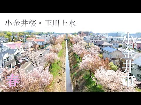 【空から見る】小金井市PR「春の小金井桜・玉川上水」Cherry Blossom at Koganei
