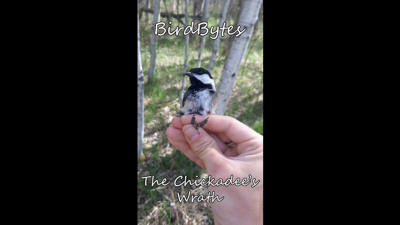 BirdBytes - The Chickadee's Wrath