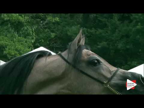 N.203 HANAYA FARFOURA - Bruges 2016 - Egyptian Fillies 2-3 years (Class 109)