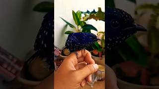 Download lagu Burung Kedasih Hitam Mutiara!#shorts #kicaumania #kicaugaruda #burungkedasih mp3