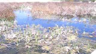 preview picture of video 'Dragoman swamp, Bulgaria'