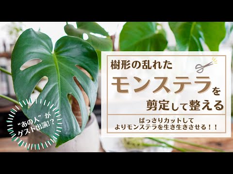 モンステラの気根:切りますか? 植物