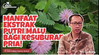 Download lagu Mimosa pudica leaf extract to make men more attractive!!? | Andrology Class mp3 Download lagu Mimosa pudica leaf extract to make men more attractive!!? | Andrology Class mp3