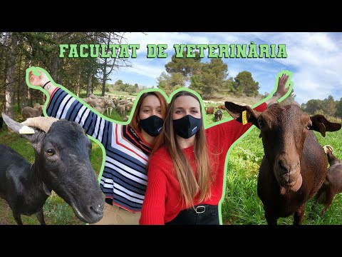 Autonomous University of Barcelona — Faculty of Veterinary Medicine
