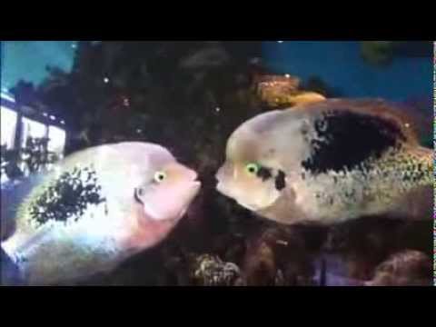 Underwater Love fish kiss first time first kiss