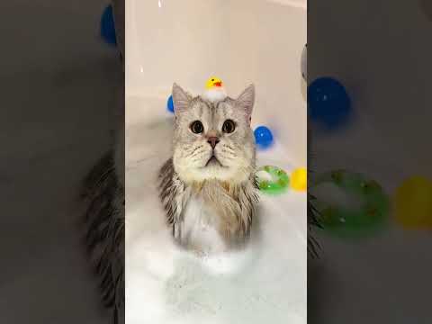 ВСЕ СМЕЯЛИСЬ НАД ЕЁ ВЕСОМ, ПОКА НЕ УЗНАЛИ ПРАВДУ 😳🐱 #животные #милыеживотные