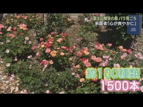 YouTube Video 初夏を彩る１００種類１５００本のバラが見ごろに　静岡・御殿場市「富士山樹空の森」