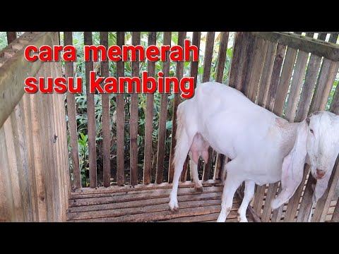 , title : 'cara memerah susu kambing. tutorial memerah susu kambing'