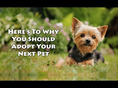 Why You Should Adopt Your Next Pet
