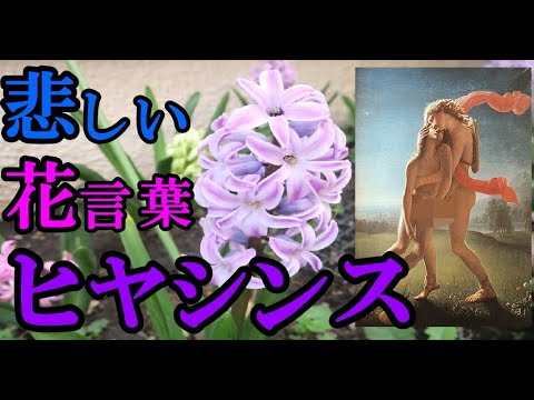 ヒヤシンス・ペリンについて詳しく解説