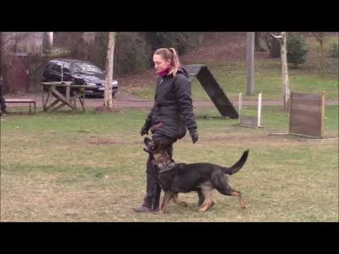 Querry z Jukasu - obedience & protection - 17 months