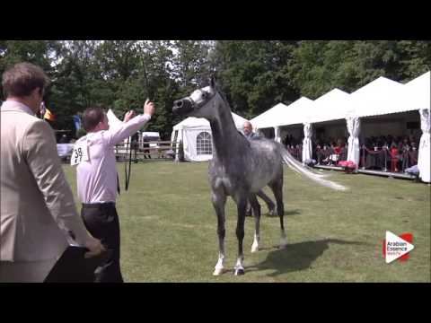 N.38 ETORYK - Bruges 2015 National - Stallion 4-6 years old (Class 8)