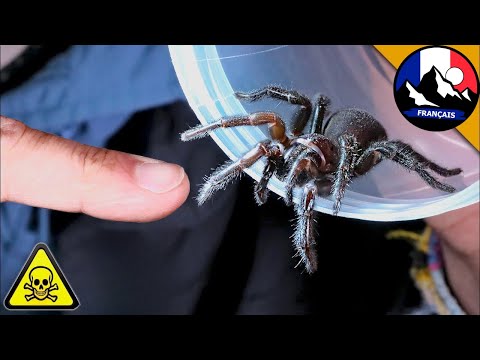 DER GEFÄHRLICHSTE SPINNENBISS! Atrax robustus! Brave Wilderness