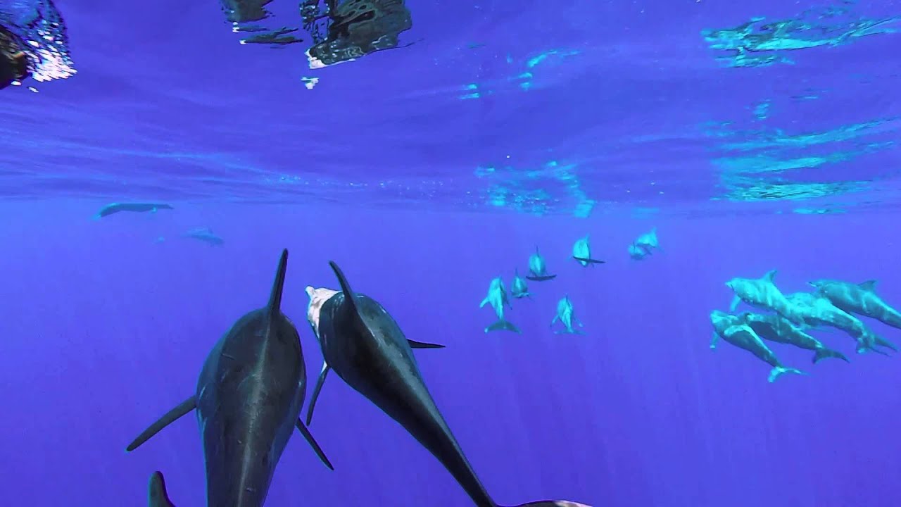 Rough-toothed dolphins approaching our boat off Kaua'i