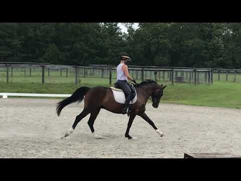 Q Dressage school 6/10/2021