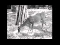 As the deer