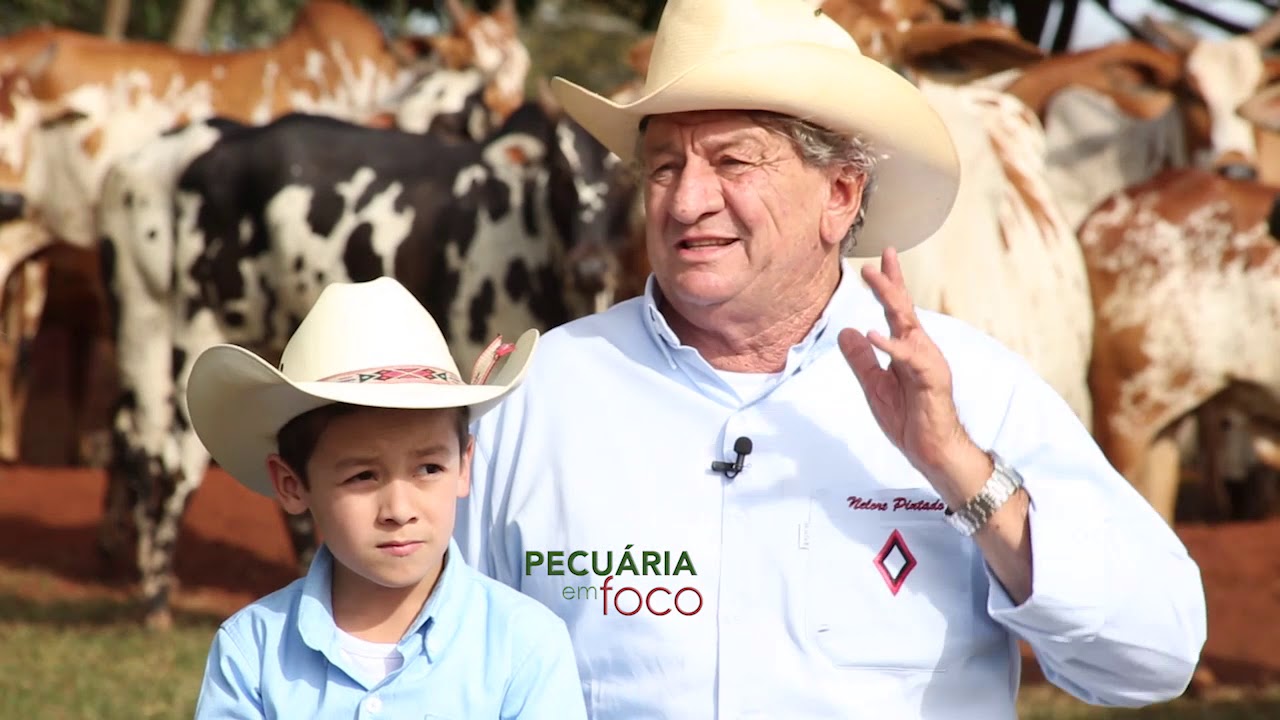 PECUÁRIA EM FOCO - LEILÃO NELORE PINTADO PO - HÉLIO CORREA DE ASSUNÇÃO 2019