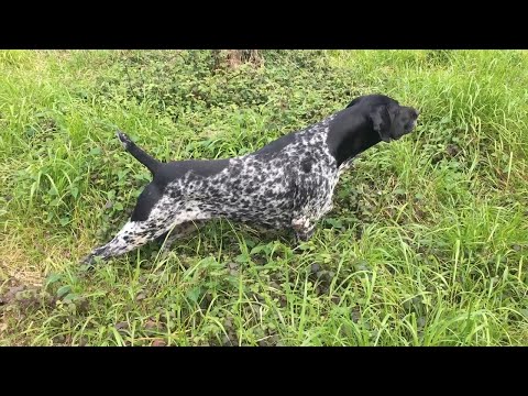 🔥 This German Shorthaired Pointer’s Point Is INSANE 🤯 | Wild Quail Hunt