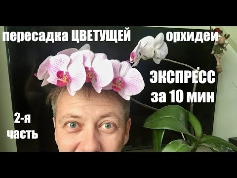 пересадка ЦВЕТУЩЕЙ ОРХИДЕИ фаленопсис Video