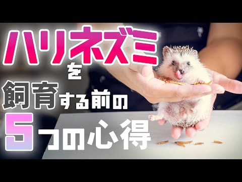 ハリネズミは野菜を食べますか？庭に誘引するにはどうすればよいですか？  庭園
